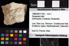 Foto (Objket + Etiketten) von Decapoda indet. 